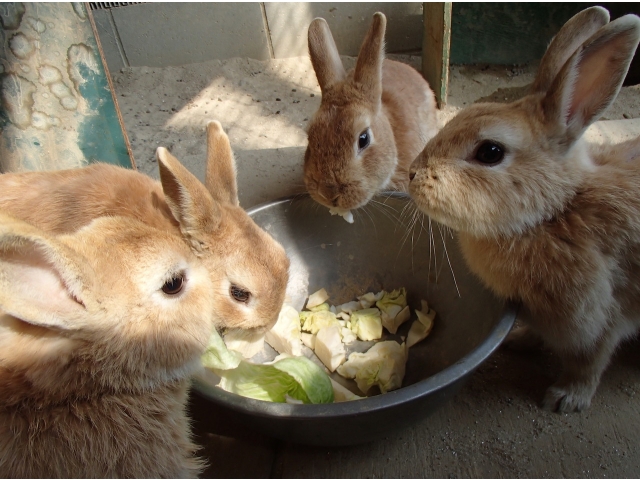 ウサギたちも元気にもぐもぐ♪