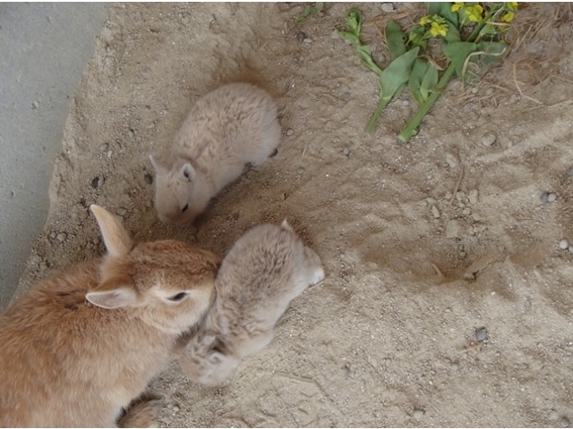 園の風景 うさぎの赤ちゃん その2