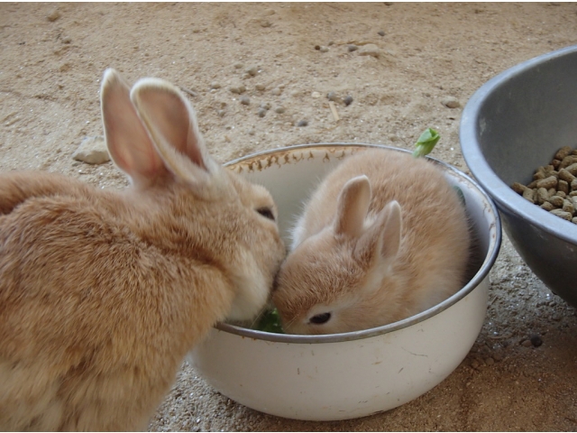 ボウルに入ってご飯をモグモグ♪