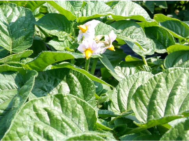 かわいいじゃがいもの花が咲ましたよ