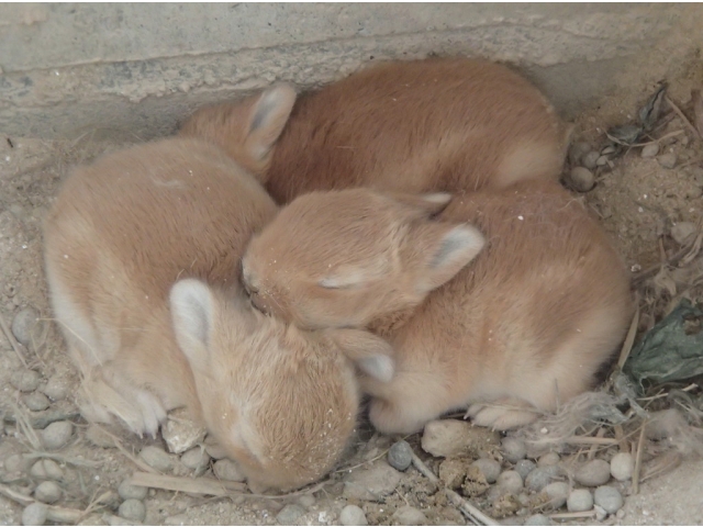 あたらしく、うさぎの赤ちゃんが生まれました！みんなで丸まってすやすや･･････☆